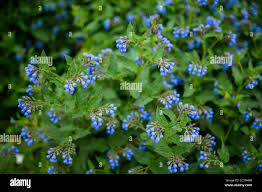 Attēlu rezultāti vaicājumam “Symphytum asperum flower”