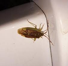 Attēlu rezultāti vaicājumam “Pantilius tunicatus imago”