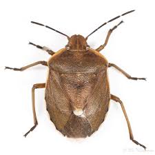 Attēlu rezultāti vaicājumam “Chlorochroa juniperina”