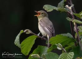 Attēlu rezultāti vaicājumam “Hippolais icterina adult”