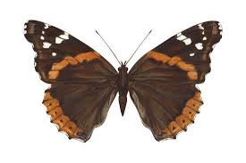 Attēlu rezultāti vaicājumam “Vanessa atalanta”