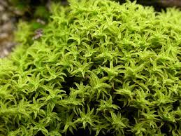 Attēlu rezultāti vaicājumam “Barbula”