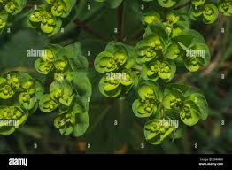 Attēlu rezultāti vaicājumam “Euphorbia helioscopia leaf”