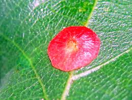 Attēlu rezultāti vaicājumam “Neuroterus albipes”