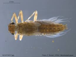 Attēlu rezultāti vaicājumam “Leptophlebia nebulosa”