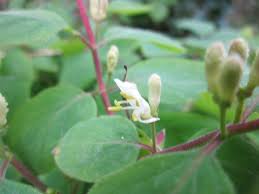 Attēlu rezultāti vaicājumam “Lonicera xylosteum flower”