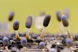 Attēlu rezultāti vaicājumam “Diachea leucopodia”