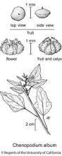 Image result for Chenopodium album
