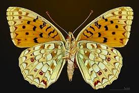 Attēlu rezultāti vaicājumam “Argynnis niobe”