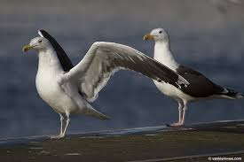 Attēlu rezultāti vaicājumam “Larus marinus adult”