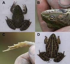 Attēlu rezultāti vaicājumam “Pelophylax”