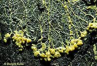 Attēlu rezultāti vaicājumam “Physarum luteolum young”