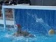 Glossary of water polo - Wikipedia, the free encyclopedia