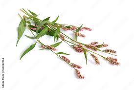 Attēlu rezultāti vaicājumam “Persicaria maculosa”