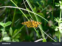 Attēlu rezultāti vaicājumam “Pseudopanthera macularia”