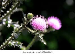 Attēlu rezultāti vaicājumam “Cirsium x rigens flower”