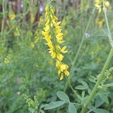 Attēlu rezultāti vaicājumam “Melilotus officinalis flower”