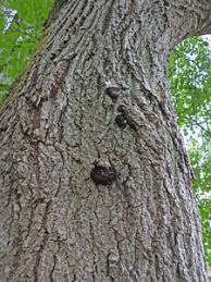 Attēlu rezultāti vaicājumam “Amaurochaete fusiformis”