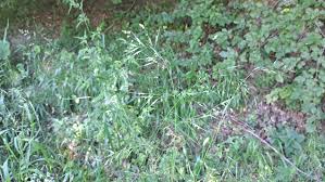 Attēlu rezultāti vaicājumam “Festuca gigantea”