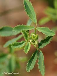 Attēlu rezultāti vaicājumam “Melilotus officinalis leaf”