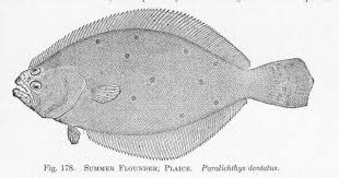 Image result for Paralichthys dentatus