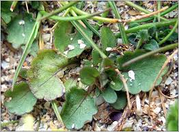 Attēlu rezultāti vaicājumam “Viola tricolor subsp. curtisii bud”