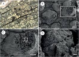 Attēlu rezultāti vaicājumam “Hertelidea botryosa”