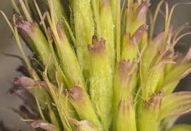 Attēlu rezultāti vaicājumam “Tragopogon heterospermus leaf”