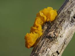 Attēlu rezultāti vaicājumam “Lignydium muscorum young”