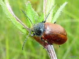 Attēlu rezultāti vaicājumam “Isomira murina”