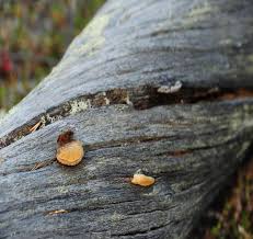 Attēlu rezultāti vaicājumam “Hertelidea botryosa”