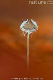 Attēlu rezultāti vaicājumam “Spinellus fusiger”