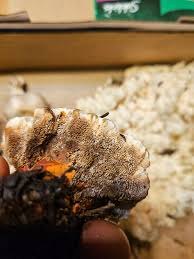 Attēlu rezultāti vaicājumam “Hydnocristella himantia”