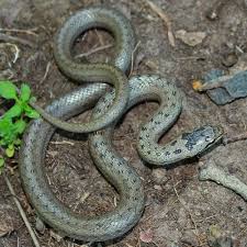 Attēlu rezultāti vaicājumam “Coronella austriaca”