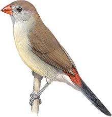 Attēlu rezultāti vaicājumam “Palustriella decipiens”