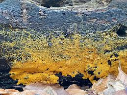 Attēlu rezultāti vaicājumam “Siphoptychium violaceum young”