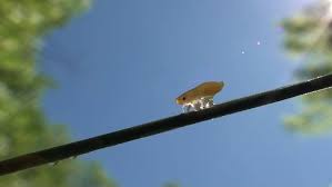 Attēlu rezultāti vaicājumam “Aphrophoridae nymph”