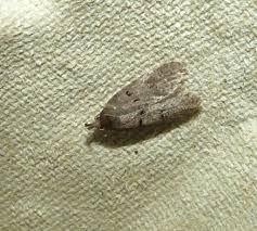 Attēlu rezultāti vaicājumam “Luquetia lobella”