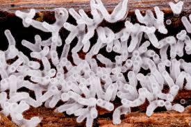 Attēlu rezultāti vaicājumam “Hemitrichia calyculata stalked”