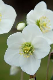 Attēlu rezultāti vaicājumam “Helleborus niger flower”