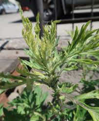 Attēlu rezultāti vaicājumam “Macrosiphoniella absinthii”