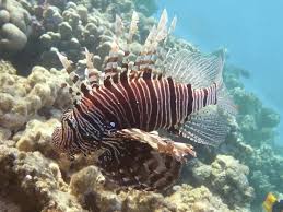 Image result for Pterois miles