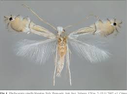 Attēlu rezultāti vaicājumam “Gracillariidae”