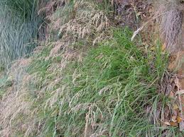 Attēlu rezultāti vaicājumam “Poa remota”