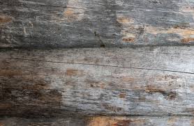 Attēlu rezultāti vaicājumam “Anobium pertinax”