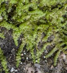 Attēlu rezultāti vaicājumam “Lejeunea cavifolia”