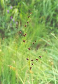 Attēlu rezultāti vaicājumam “Juncus alpinoarticulatus”