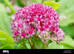 Attēlu rezultāti vaicājumam “Hylotelephium telephium bud”