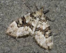 Attēlu rezultāti vaicājumam “Thera variata”