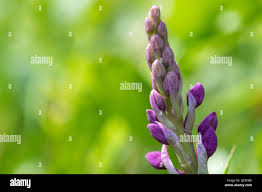Attēlu rezultāti vaicājumam “Orchis mascula bud”